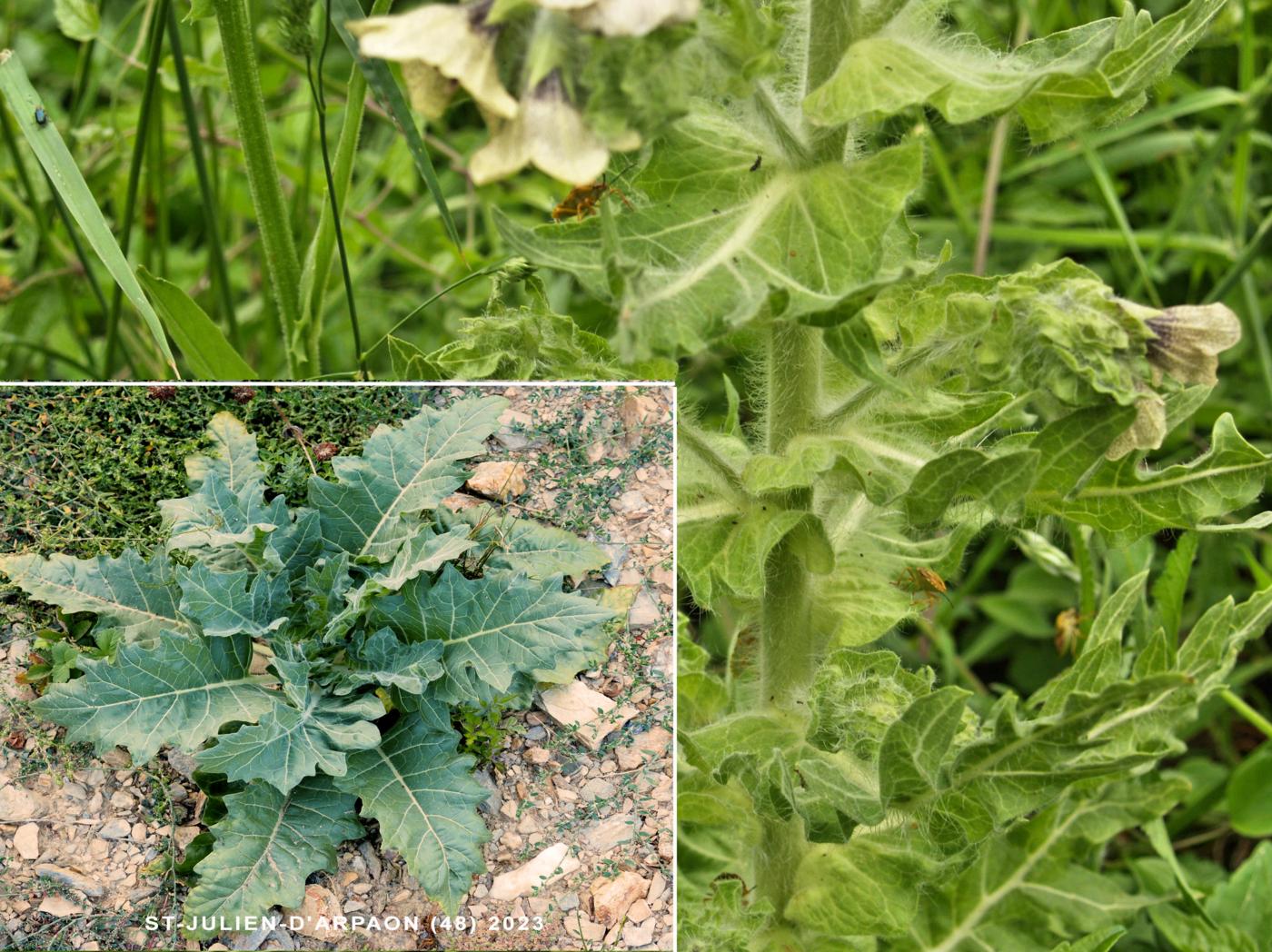 Henbane leaf